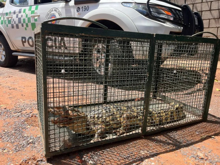 JacarÃ©-do-papo-amarelo Ã© resgatado de calÃ§ada e solto em represa do Rio Santo AnastÃ¡cio, em Presidente Prudente