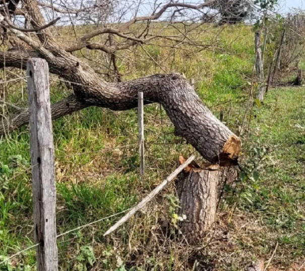 Fazendeira é multada em R$ 12,9 mil após cortar irregularmente 43 árvores nativas, em Caiuá