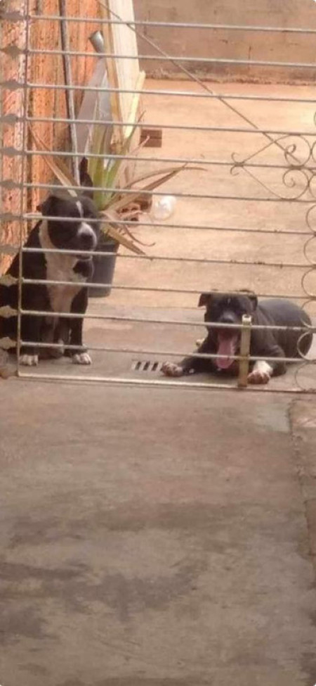 Dois cÃ£es foram recolhidos pelo Corpo de Bombeiros apÃ³s invadirem o quintal de uma casa em OC