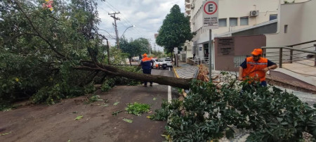 Com rajadas de vento de 83km/h, temporal derruba mais de 100 Ã¡rvores em Presidente Prudente