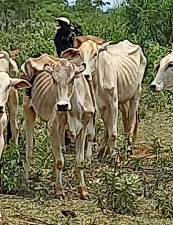 Pecuarista leva multa de R$ 15 mil por maus-tratos a gado bovino em fazenda no distrito de Campinal, em Presidente Epitácio