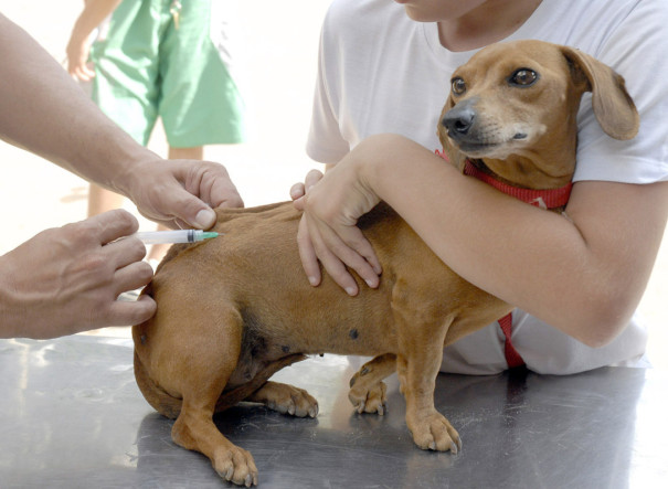 OC realiza mais uma etapa de vacinação contra raiva animal e coleta de exame para diagnóstico da leishmaniose