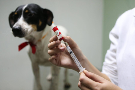 Acontece hoje mais uma etapa da vacinaÃ§Ã£o contra a Raiva em Osvaldo Cruz