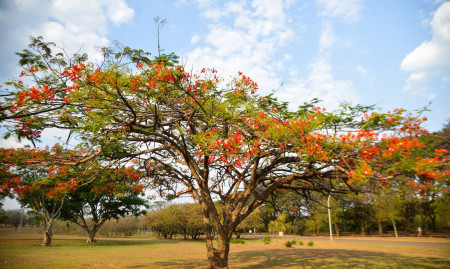 Primavera comeÃ§a Ã s 3h50 deste sÃ¡bado