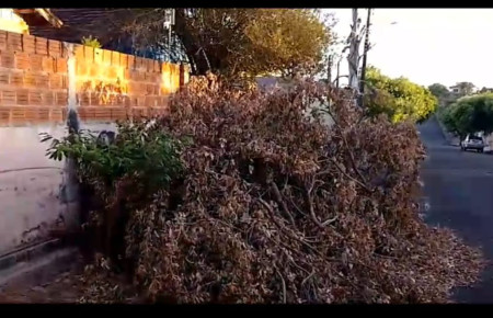 VocÃª RepÃ³rter: Morador do Jardim AmÃ©rica reclama de galhos de Ã¡rvore deixados na frente da sua casa