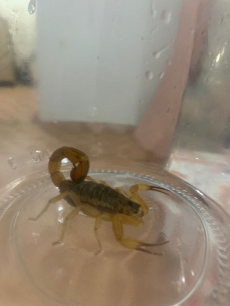 VigilÃ¢ncia EpidemiolÃ³gica de OC alerta para o risco de aparecimento de escorpiÃµes 