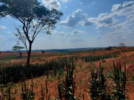 ArrendatÃ¡rio leva multa de R$ 8,7 mil apÃ³s derrubar 29 Ã¡rvores nativas para plantar soja em fazenda em Santo AnastÃ¡cio