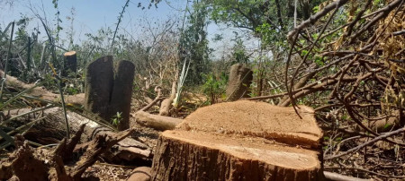 Idoso de 76 anos Ã© multado em R$ 5 mil por corte de Ã¡rvores e degradaÃ§Ã£o, em Pres. Bernardes