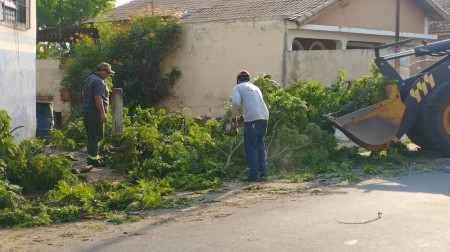 Chuva com ventos de mais de 60 km/h destelha casas e derruba Ã¡rvores, em Dracena