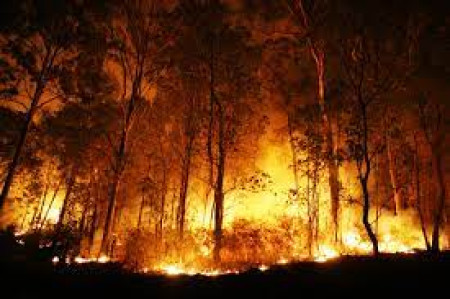 Corpo de Bombeiros faz alerta sobre os incÃªndios florestais nesta Ã©poca do ano