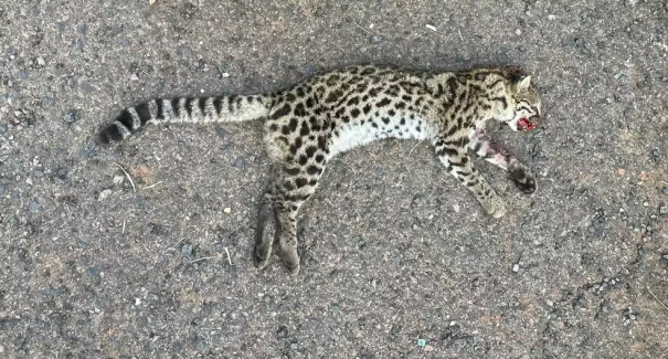 Gato-do-mato morre após ser atropelado na Rodovia Ângelo Rena, em Presidente Prudente