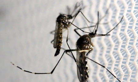 SÃ£o Paulo jÃ¡ contabiliza 221 mortos em decorrÃªncia da dengue