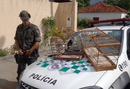 Morador Ã© multado em R$ 6,9 mil por manter 17 aves silvestres, exÃ³ticas e hÃ­bridas em cativeiro, em Adamantina