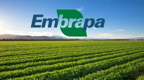 Embrapa propõe políticas para reaproveitamento de pastagens degradadas