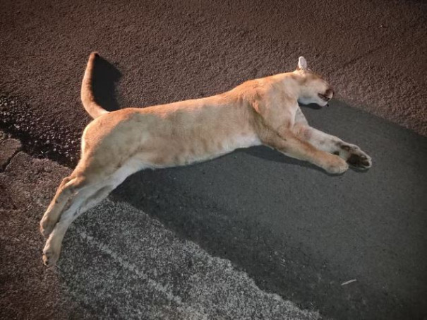 Onça-parda morre após ser atropelada por van escolar na Rodovia Prefeito Homero Severo Lins, em Rancharia