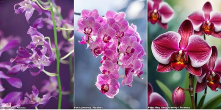 Sindicato Rural de Iacri abre inscriÃ§Ã£o para curso de Cultivo de OrquÃ­deas