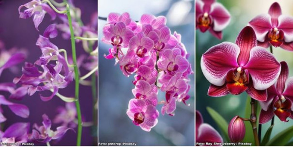 Sindicato Rural de Iacri abre inscrição para curso de Cultivo de Orquídeas