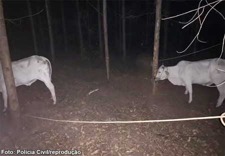 Homem Ã© preso por furto de gado de Fazenda de Vera Cruz