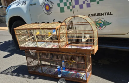 Idoso Ã© multado em R$ 2 mil e responderÃ¡ criminalmente por manter aves da fauna silvestre em cativeiro, em Presidente EpitÃ¡cio