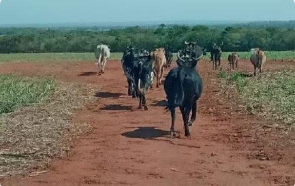 Sitiante recebe multa de R$ 8,8 mil por pastoreio de gado em Área de Preservação Permanente, em Paulicéia