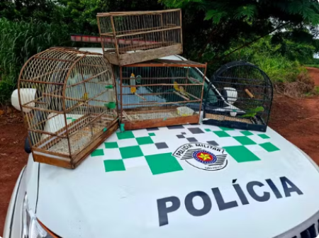 Aves silvestres sÃ£o soltas na natureza e homem responsÃ¡vel por mantÃª-las em cativeiro acaba preso por furto em Regente FeijÃ³