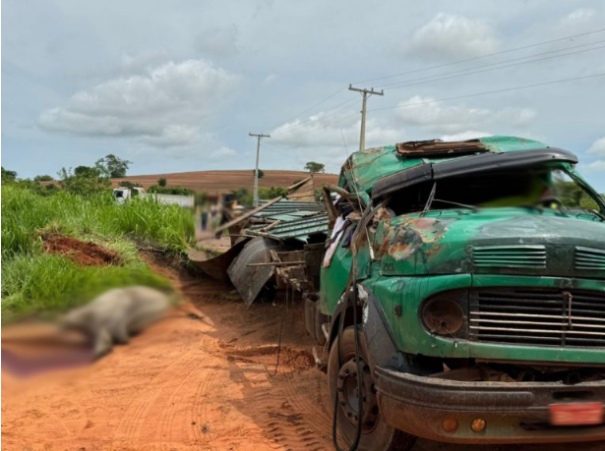 Tombamento de caminhão mata 5 animais