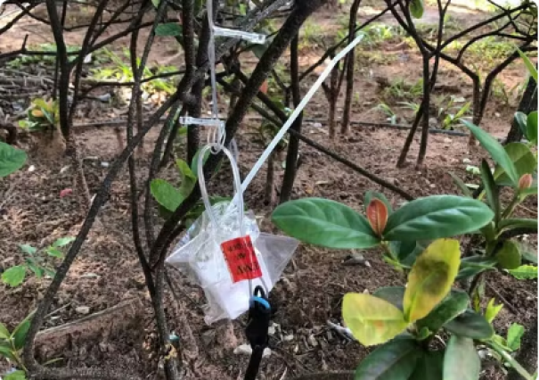 Enfeites de decoração natalina da Praça São José são depredados em Osvaldo Cruz