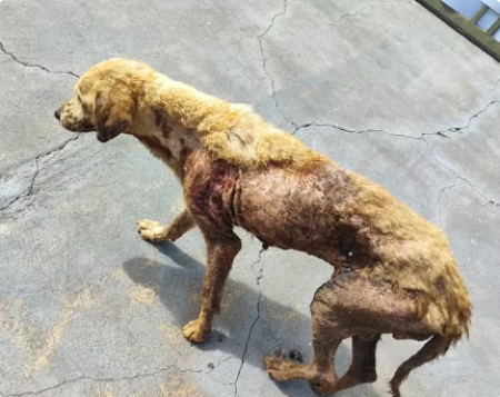 Cachorra Ã© resgatada com ferimentos de queimadura e hemorragia em Ã³rgÃ£o genital, em Ãlvares Machado