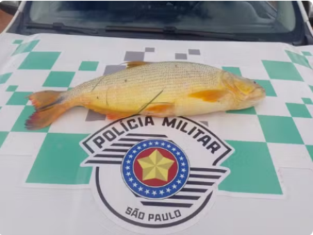 Dupla abandona saco com peixe dourado em canavial e recebe multa de R$ 2,2 mil por pesca proibida, em Adamantina