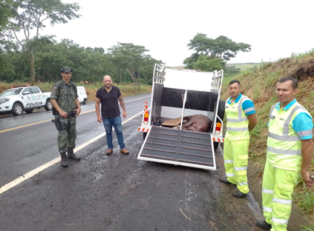PolÃ­cia Ambiental resgata anta atropelada em Vicinal que liga Osvaldo Cruz a SalmourÃ£o
