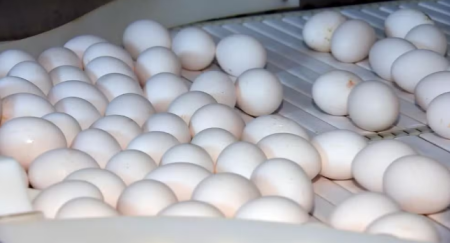Granjas aproveitam aumento da demanda por ovos na quaresma