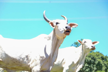 Febre aftosa - saiba o que muda em 2024 a partir da retirada da vacinaÃ§Ã£o no estado de SÃ£o Paulo