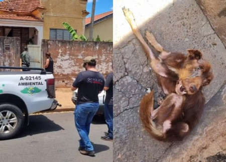 ApÃ³s denÃºncia, homem Ã© autuado em mais de R$ 18 mil por maus-tratos a cÃ£es em Andradina