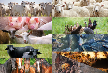 Produtores rurais devem fazer atualizaÃ§Ã£o dos rebanhos
