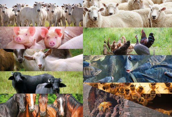Produtores rurais devem fazer atualização dos rebanhos