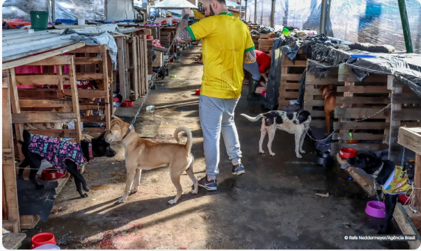 Animais domésticos continuam sendo resgatados de áreas alagadas no RS