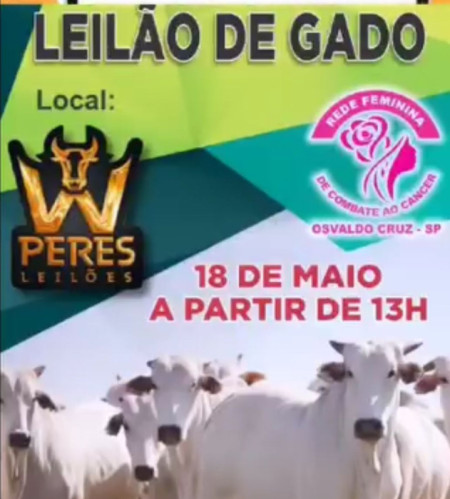 Rede Feminina de Combate ao CÃ¢ncer de Osvaldo Cruz realiza tradicional LeilÃ£o de Gado neste final de semana