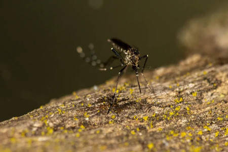 Idoso de 90 anos Ã© quarta vÃ­tima da dengue neste ano em MarÃ­lia