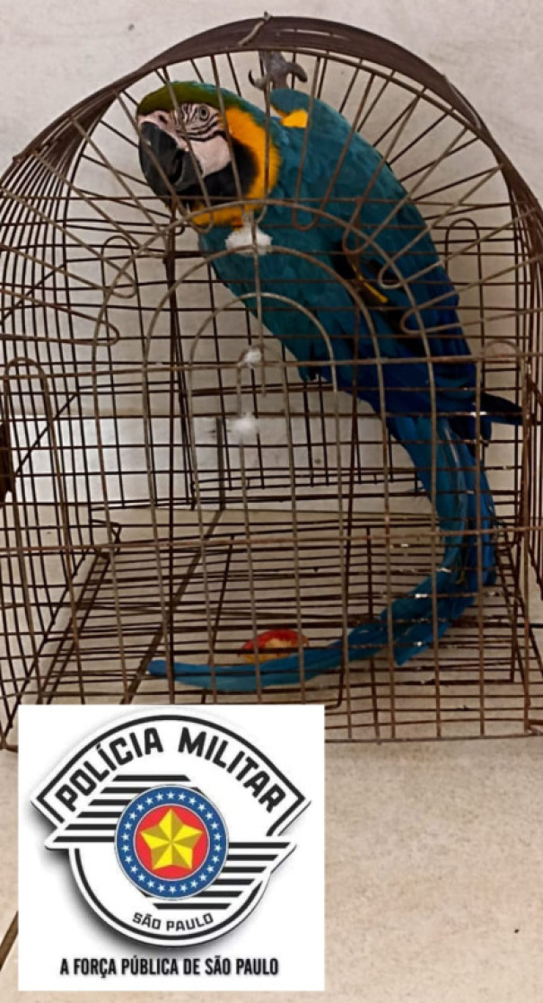 PM prende homem por furto e vistoria em sua residência resulta no encontro de ave em risco de extinção em OC