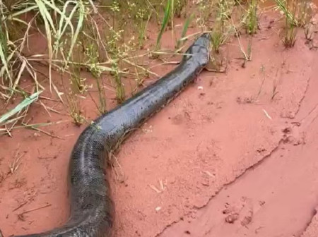 Sucuri de seis metros Ã© resgatada em sÃ­tio de JunqueirÃ³polis