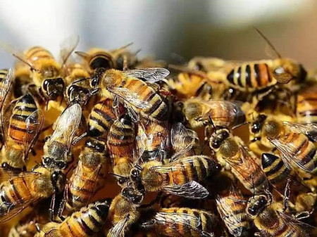 Bombeiros atendem ocorrÃªncia com enxame de abelhas na Vila EsperanÃ§a em Osvaldo Cruz