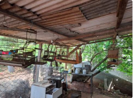 Homem Ã© multado em R$ 13 mil e ainda responderÃ¡ criminalmente por manter 26 aves silvestres em cativeiro, em Ãlvares Machado