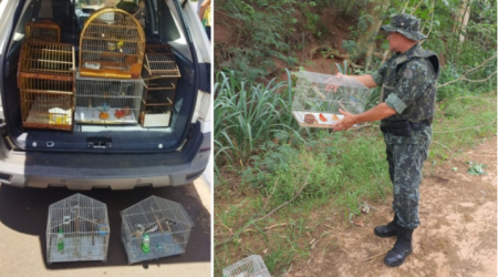 Em LucÃ©lia homem Ã© multado em R$ 6 mil pela PM Ambiental por manter em cativerio 12 aves silvestres