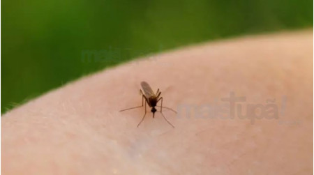 CrianÃ§a e adulto sÃ£o internados com leishmaniose visceral em TupÃ£