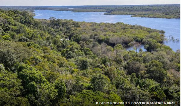 Desmatamento na Amazônia cai 30,6% em um ano