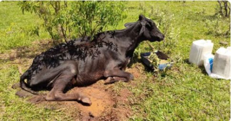Homem responderÃ¡ por crime de maus-tratos apÃ³s ser multado em R$ 3 mil por deixar vaca em situaÃ§Ã£o precÃ¡ria