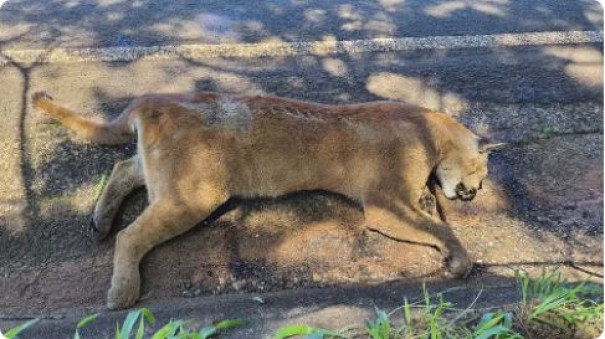 Onça-parda morre atropelada em estrada vicinal, em Pres. Epitácio