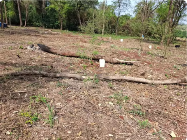 Sitiante é multado e ainda responderá por crime ambiental após desmatar vegetação nativa para formação de pomar