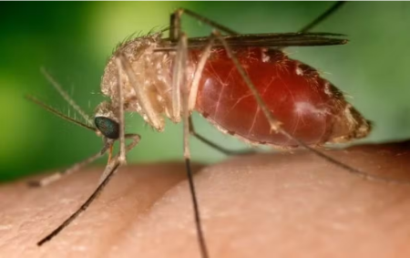 MinistÃ©rio da SaÃºde confirma duas mortes por febre oropouche 