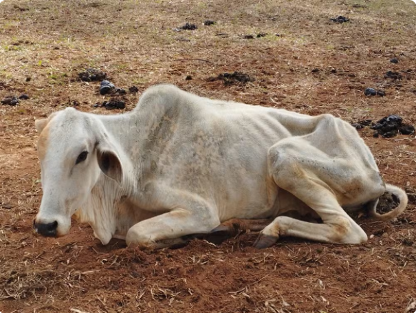 Assentado da reforma agrária leva multa de R$ 69 mil e ainda responderá por crime de maus-tratos a rebanho bovino
